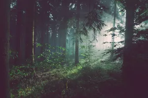 trees on forest with sun rays jigsaw puzzle