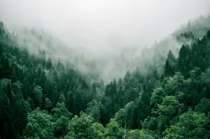 aerial photo of green trees jigsaw puzzle