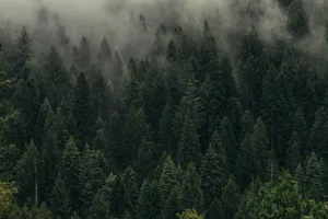 aerial view of pine trees in mist jigsaw puzzle