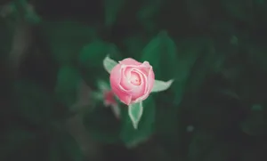 pink rose in bloom in close up photography jigsaw puzzle