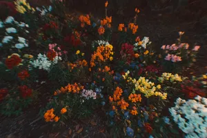 yellow and red flowers on ground jigsaw puzzle