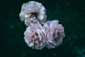 Two pink flowers sitting on top of each other jigsaw puzzle