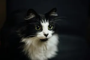 shallow focus photography of tuxedo cat jigsaw puzzle