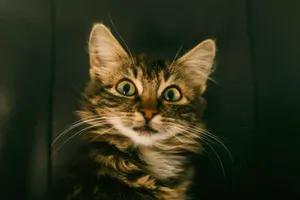 brown tabby cat in close up photography jigsaw puzzle