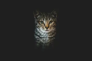 brown tabby cat in black background jigsaw puzzle