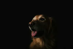 short-coated brown dog showing tongue jigsaw puzzle
