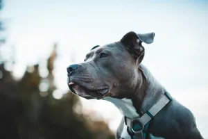black and white american pitbull terrier with blue collar jigsaw puzzle
