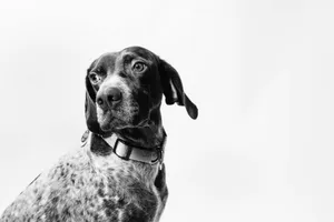 grayscale photo of dog jigsaw puzzle