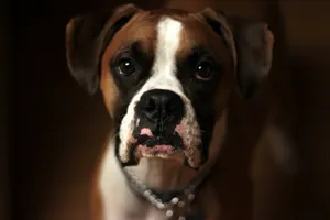 selective focus photo of brown and white puppy jigsaw puzzle