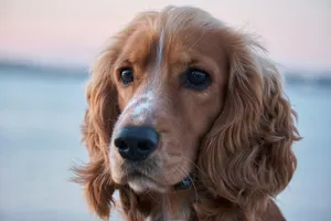 a dog with a sad face jigsaw puzzle