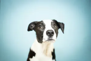 A cute dog looks up at the camera. jigsaw puzzle