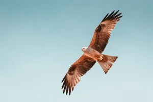 photo of brown hawk flying jigsaw puzzle