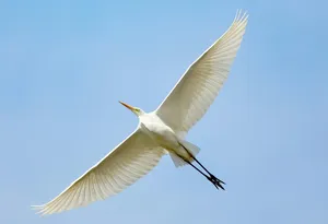 flying white bird jigsaw puzzle