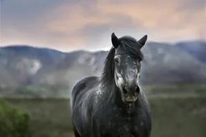 bokeh photography of a black horse jigsaw puzzle