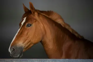 brown horse in close up photography jigsaw puzzle