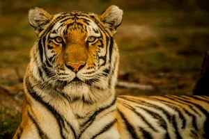 wildlife photography of tiger laying on ground jigsaw puzzle