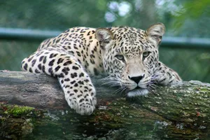leopard on tree branch jigsaw puzzle