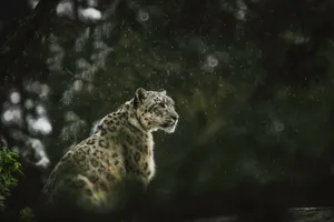 leopard looking at the right jigsaw puzzle