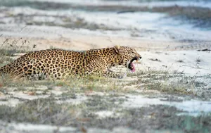 Leopard yawning in a dry, grassy landscape. jigsaw puzzle