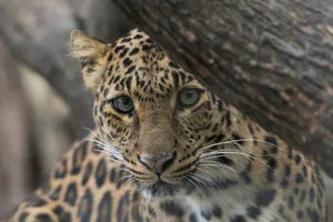 selective focus photography of leopard jigsaw puzzle