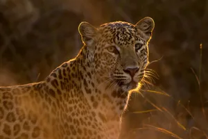 shallow focus photography of leopard jigsaw puzzle