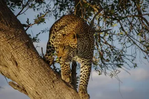 Jaguar on tree during day jigsaw puzzle