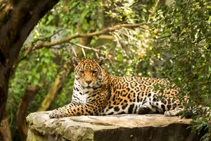 adult leopard lying on rock jigsaw puzzle