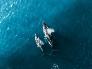 Two humpback whales swimming in the ocean jigsaw puzzle