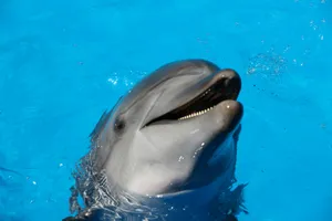dolphin on water during daytime jigsaw puzzle