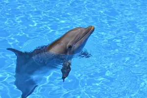 dolphin with head sticking out of water during daytime jigsaw puzzle