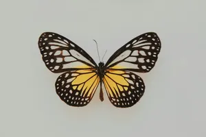 black and yellow butterfly jigsaw puzzle