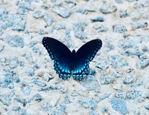 black and white butterfly on gray and white stone jigsaw puzzle