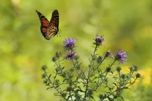 selective focus photography of brown and black butterfly flying near blooming purple petaled flowers jigsaw puzzle