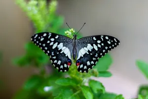 shallow focus photo of black and white butterfly jigsaw puzzle