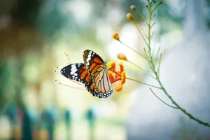 monarch butterfly perched on orange flower in close up photography during daytime jigsaw puzzle