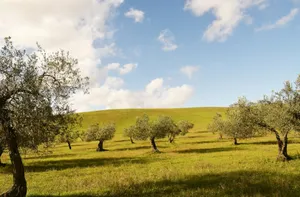 a grassy field with trees and a hill in the background jigsaw puzzle