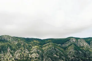 trees and grass covered mountain jigsaw puzzle