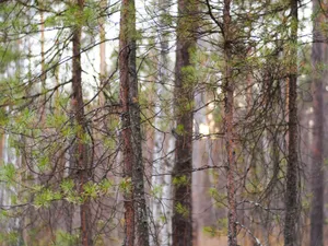 Tranquil view of a pine forest with soft autumn light filtering through the branches. jigsaw puzzle