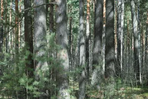 Serene view of a pine forest with sunlight filtering through trees, creating peaceful shadows. jigsaw puzzle