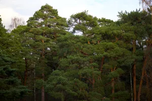 A serene view of a dense green pine forest under a clear sky. jigsaw puzzle