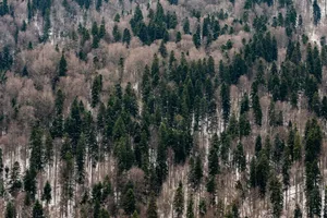 A breathtaking aerial view of a dense, snowy coniferous forest in winter. jigsaw puzzle