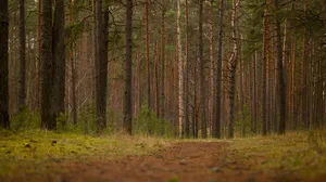 Discover tranquility on a peaceful pine forest trail, ideal for forest bathing. jigsaw puzzle