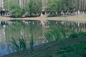 A tranquil park scene with a reflective lake, lush trees, and greenery creating a peaceful environment. jigsaw puzzle