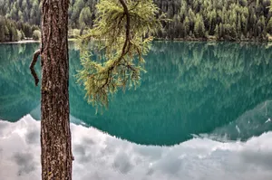 Serene lake scene with tree reflections and lush conifer forest in the background. jigsaw puzzle