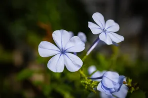 Vivid close-up of blooming blue plumbago flowers in natural daylight, showcasing their delicate petals and vibrant colors. jigsaw puzzle