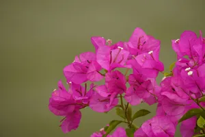 Bright pink bougainvillea flowers in full bloom, showcasing their vibrant color against a soft green background. jigsaw puzzle