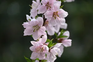 Close-up of pink cherry blossoms captured in spring, showcasing delicate beauty. jigsaw puzzle