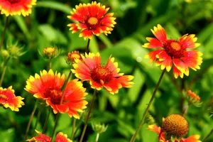 Bright orange and yellow Gaillardia flowers in full bloom against a lush green background. jigsaw puzzle