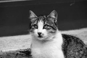 Black and white photo of a cat sitting outdoors, capturing its serene expression. jigsaw puzzle
