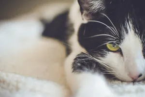 A relaxed black and white domestic cat with yellow eyes, close-up view. jigsaw puzzle